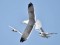 Heuglin's gull (Larus fuscus heuglini) Getlini rubbish dump, Stopini county, 17-Apr-2021. © Igors Denisovs