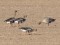Pink-footed Goose (Anser brachyrhynchus) Svete river floodplain fields, Jelgava county, 19-Apr-2021. © Edgars Smislovs