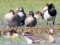 Lesser White-fronted Goose (Anser erythropus) Svete river floodplain fields, Jelgava county, 19-Apr-2021. © Edgars Smislovs
