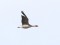 Pink-footed Goose (Anser brachyrhynchus) Svete river floodplain fields, Jelgava county, 24-Apr-2021. © Edgars Smislovs
