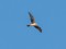 Pallid Harrier (Circus macrourus) Kolka, Dundaga county, 29-Apr-2021. © Edgars Smislovs