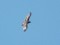 Greater Spotted Eagle (Clanga clanga) Kolka, Dundaga county, 30-Apr-2021. © Edgars Ledins