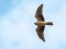 Pallid Harrier (Circus macrourus) Kolka, Dundaga county, 01-Mai-2021. © Edgars Smislovs