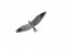 Black-shouldered Kite (Elanus caeruleus) Kolka, Dundaga county, 01-Mai-2021. © Edgars Smislovs