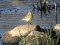 Citrine Wagtail (Motacilla citreola) Sausa Daugava river, Salaspils county, 01-Mai-2021. © Karlis Bernans