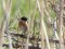 European Stonechat (Saxicola rubicola) Nida, Rucava county, 01-Mai-2021. © Ugis Piterans