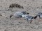 Pink-footed Goose (Anser brachyrhynchus) Bilska, Smiltene county, 02-Mai-2021. © Marcis Tirums