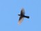 Ring Ouzel (Turdus torquatus) Kolka, Dundaga county, 02-Mai-2021. © Edgars Smislovs