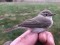 Siberian Chiffchaff (Phylloscopus collybita tristis) Jurmalciems, Nica county, 04-Mai-2021. © Ivars Brediks