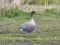 Pink-footed Goose (Anser brachyrhynchus) Kalngale fields, Carnikava county, 05-Mai-2021. © Igors Denisovs