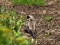 Lapland Longspur (Calcarius lapponicus) Eimuri fields, Adazi county, 04-Mai-2021. © Igors Denisovs