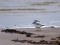 Sanderling (Calidris alba) Ainazi, Salacgriva county. 08-Mai-2021. © Janis Ukass