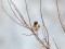 European Stonechat (Saxicola rubicola) Nida, Rucava county, 08-Mai-2021. © Martins Briedis