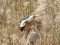 Gaišais šņibītis (Calidris alba) Ainaži, Salacgrīvas n. 08-Mai-2021. © Jānis Ukass