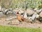 Common Pheasant (Phasianus colchicus) Marupe, Marupe county, 09-Mai-2021. © Matiss Zilaisgailis