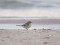 Citrine Wagtail (Motacilla citreola) Kolka Cape, Dundaga county, 10-Mai-2021. © Ivars Brediks