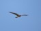 Pallid Harrier (Circus macrourus) Kolka Cape, Dundaga county, 11-Mai-2021. © Ivars Brediks