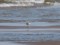 Kentish Plover (Charadrius alexandrinus) Mersrags, 12-Mai-2021. © Ivars Brediks