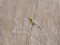 Citrine Wagtail (Motacilla citreola) Mersrags, 12-Mai-2021. © Ivars Brediks