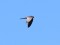 Red-footed Falcon (Falco vespertinus) Mersrags, 13-Mai-2021. © Edgars Smislovs