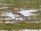 Marsh Sandpiper (Tringa stagnatilis) Zvejsala - Lodani fish ponds, Rezekne county, 16-Mai-2021. © Andris Klepers