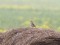 Corn Bunting (Emberiza calandra) Nitaure surroundings, Amata county, 18-Mai-2021. © Andris Klepers