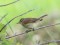 Booted Warbler (Hippolais caligata) Rumbula, Riga, 24-Mai-2021. © Edgars Smislovs