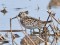 Broad-billed Sandpiper (Limicola falcinellus) Adazi fields, Adazi county, 26-Mai-2021. © Igors Denisovs