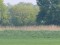 Whiskered Tern (Chlidonias hybrida) Svete river floodplain fields, Jelgava county, 28-Mai-2021. © Edgars Smislovs