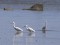 Little Egret (Egretta garzetta) Pekrags, Mersrags, 30-Mai-2021. © Viesturs Vigants