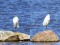 Little Egret (Egretta garzetta) two different individuals, Pekrags, Mersrags, 30-Mai-2021. © Viesturs Vigants