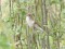 Booted Warbler (Hippolais caligata) Bricani, Lielvarde county, 03-Jun-2021. © Edgars Smislovs