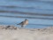 Crested Lark (Galerida cristata) Kolka Cape, Dundaga county, 06-Jun-2021. © Ivars Brediks