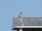 Crested Lark (Galerida cristata) Ladzere, Talsi county, 06-Jun-2021. © Normunds Zeidaks