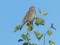 Corn Bunting (Emberiza calandra) Saraiki - Ziemupe, Pavilosta county, 14-Jun-2021. © Mareks Kilups