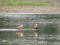 Ruddy Shelduck (Tadorna ferruginea) Satini fish ponds, Saldus county, 26-Jun-2021. © Maris Jaunzemis