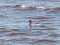 Brant Goose (Branta bernicla) Mangalsala, Riga, 27-Jun-2021. © Elina & Andris Vaiders
