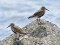 Dunlin (Calidris alpina) Managalsala pier, Riga, 29-Jun-2021. © Igors Denisovs