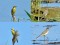 Citrine Wagtail (Motacilla citreola) Ainazi, Salacgriva county, 30-Jun-2021. © Igors Denisovs