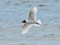 Mediterranean Gull (Ichthyaetus melanocephalus) Garupe, Riga district, 06-Jul-2021. © Igors Denisovs