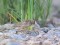 Crested Lark (Galerida cristata) Mersrags, Talsu district, 12-Jul-2021. © Edgars Smislovs