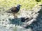 Ruddy Turnstone (Arenaria interpres) Mangalsala pier, Riga, 17-Jul-2021. © Igors Denisovs