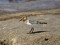 Sanderling (Calidris alba) Mangalsala pier, Riga, 19-Jul-2021. © Igors Denisovs