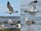Caspian Gull (Larus cachinnans) Mangalsala pier, Riga, 19-Jul-2021. © Igors Denisovs