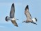 Caspian Gull (Larus cachinnans) Gauja river mouth, Riga district, 22-Jul-2021. © Igors Denisovs