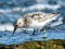 Sanderling (Calidris alba) Mangalsala pier, Riga, 25-Jul-2021. © Igors Denisovs