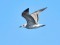 Caspian Gull (Larus cachinnans) Mangalsala pier, Riga, 25-Jul-2021. © Igors Denisovs