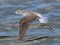 Marsh Sandpiper (Tringa stagnatilis) Lielupe river mouth, Jurmala, 31-Jul-2021. © Edgars Smislovs