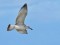 Caspian Gull (Larus cachinnans) Mangalsala, Riga, 24-Aug-2021. © Igors Denisovs