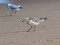 Mediterranean Gull (Ichthyaetus melanocephalus) Mangalsala, Riga, 02-Sep-2021. © Igors Denisovs